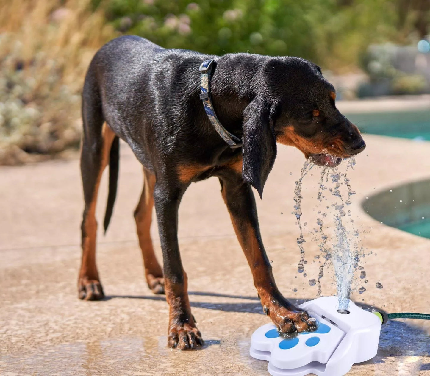 PET TREATMENT lauko vandens fontanėlis šuniui, 871125247478